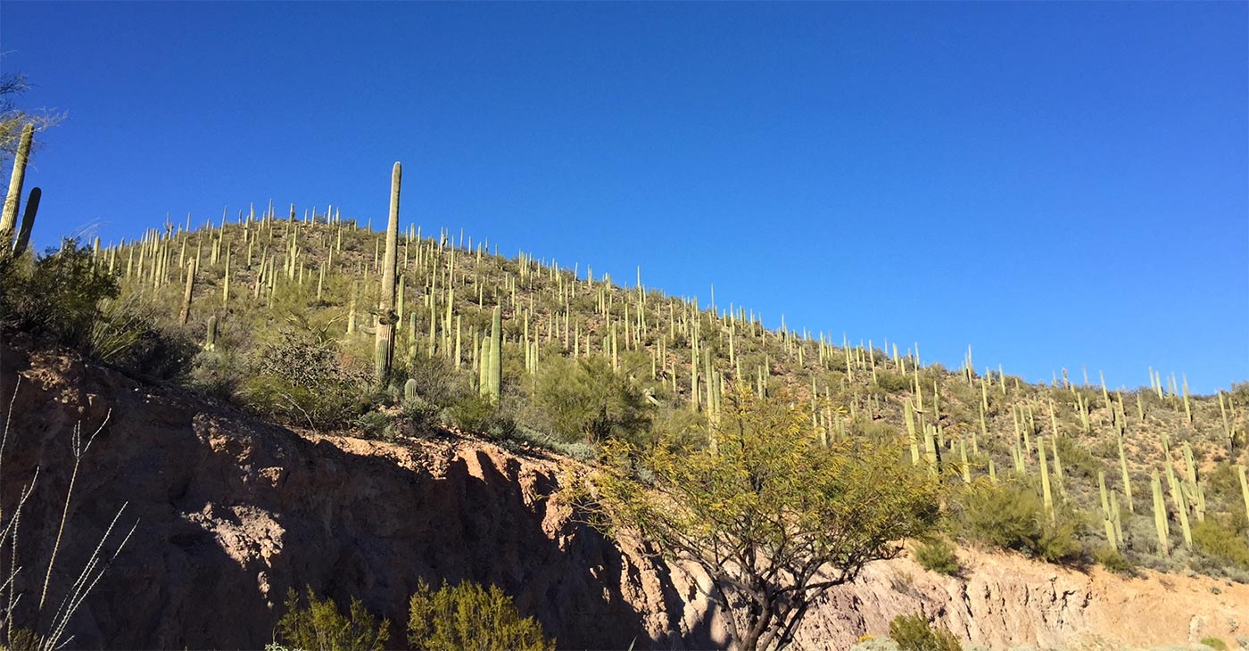 Cactus on a hill in Tucson